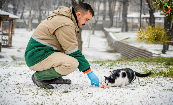 Büyükşehir Belediyesi sokak hayvanları için doğaya yiyecek bıraktı