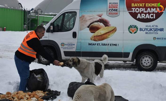 Büyükşehir Belediyesi Hayvan İçin Doğaya Yiyecek Bıraktı
