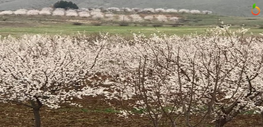 Doğanyol’da kayısılar çiçek açtı