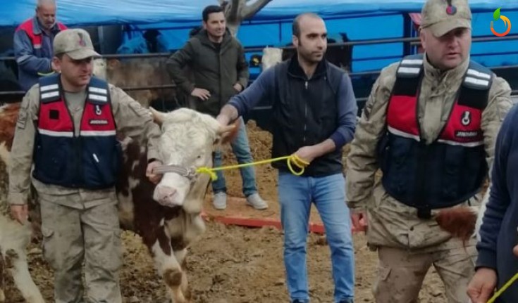 Jandarma at ve inek çalan hırsızları yakaladı