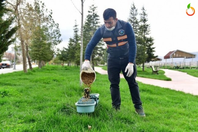 Yeşilyurt Belediyesi'nden Sokak Hayvanlarına Kuru Yem