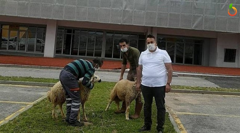 Galibiyet İçin Kurban Kestirdi