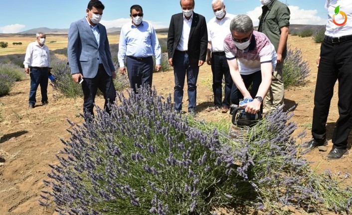 Vali Baruş, Lavanta Hasat Gününe Katıldı