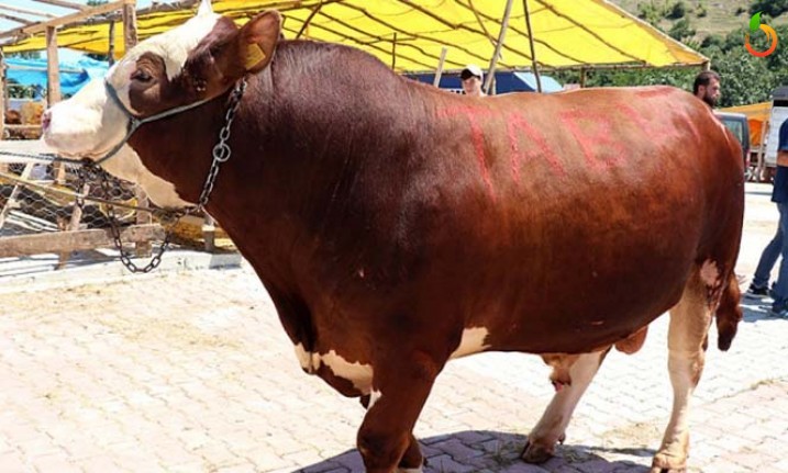 Tosunun Saldırısına Uğrayan Talihsiz Besici Hayatını Kaybetti