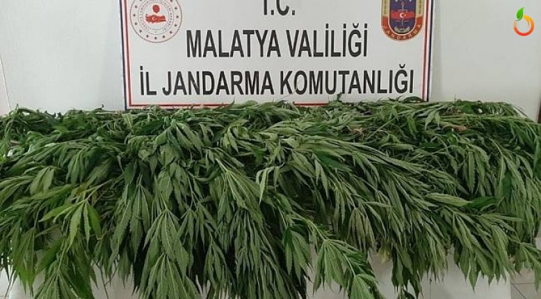 Malatya'da  hazine arazisine uyuşturucu ektiler