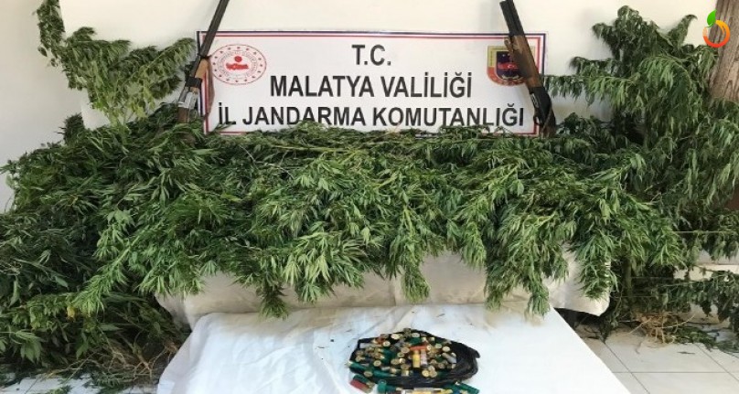 Malatya'da Yasa Dışı Kenevir Ekenlere Operasyon