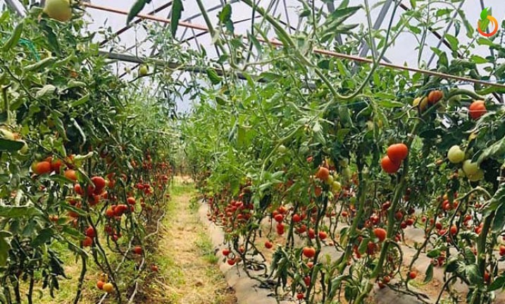 Yeşilyurt'ta Çiftçiler Ürün Hasadına Başladı