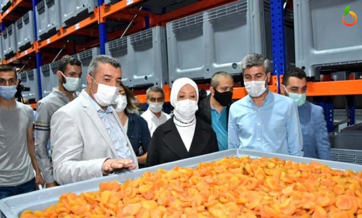 TMO Tarafından Kayısı Alımında En Büyük Emek Milletvekili  Çalık’ın
