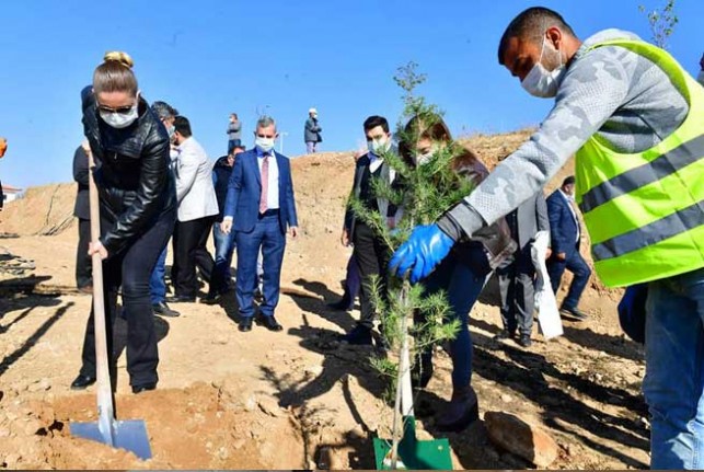 750 adet toros sediri çam fidanı dikildi