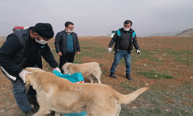 Battalgazi Belediyesi Sahipsiz Sokak Hayvanlarını Unutmuyor