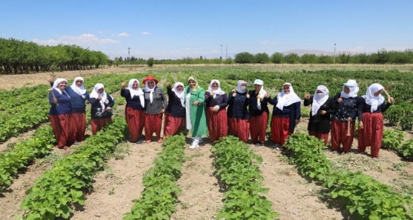 Batkoop'un  gönüllü kadınları, ilk hasatlarını topladı