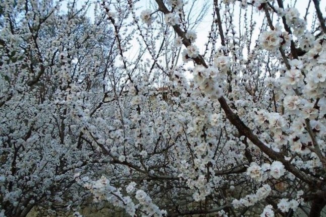 Malatya İçin Zirai Don Uyarısı