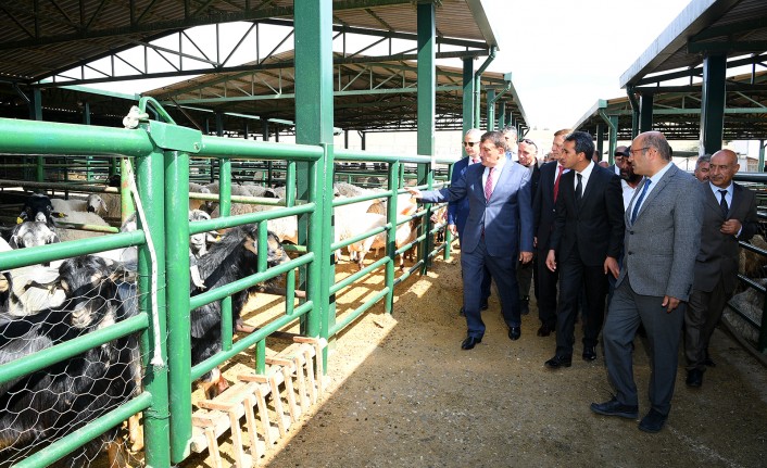 Başkan Gürkan Canlı Hayvan Pazarında incelemelerde bulundu