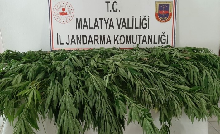 Malatya'da 651 kök kenevir ele geçirildi