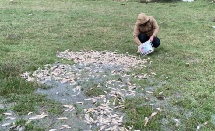 Malatya'da Gölet Taştı, Balıklar Karaya Vurdu