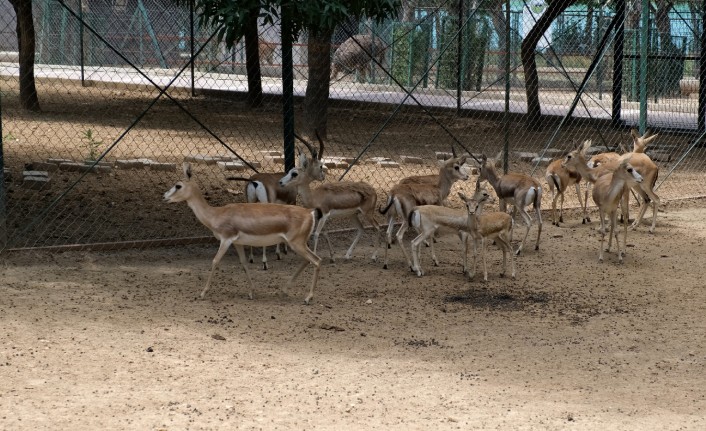 Orduzu hayvanat bahçesi Kurban bayramı süresince öğrencilere ücretsiz 