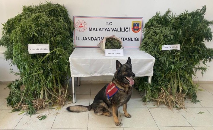 Malatya'da  kubar esrar maddesi ile kök kenevir ele geçirildi