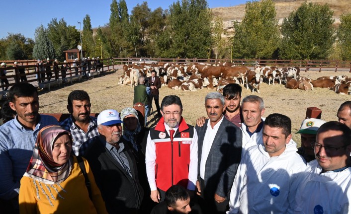 Malatya'da 550 Büyükbaş Hayvan Dağıtılacak