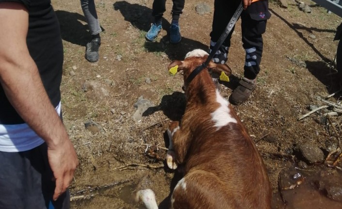 Malatya’da Baraja Düşen Danayı İtfaiye Kurtardı