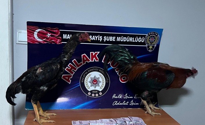 Horoz dövüşü yaptıranlara 57.825 TL para cezası uygulandı