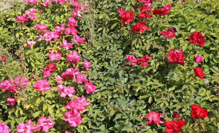 Battalgazi’nin Park Ve Bahçeleri Kendi Ürettiği Çiçeklerle Güzelleşiyor