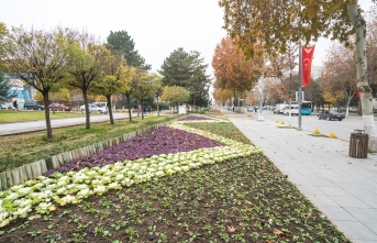 Büyükşehir fidan dikimine başladı