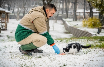 Büyükşehir Belediyesi sokak hayvanları için doğaya yiyecek bıraktı