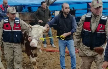 Jandarma at ve inek çalan hırsızları yakaladı