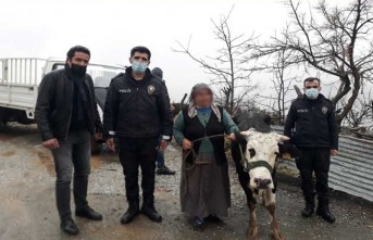 İneği çalınan teyzenin yüzünü polis güldürdü