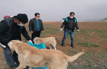 Battalgazi Belediyesi Sahipsiz Sokak Hayvanlarını...