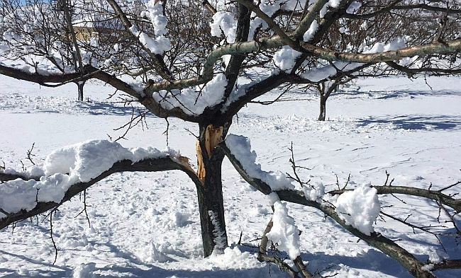 Kar Yağışının Hasar Tepiti Malatya'da Başladı