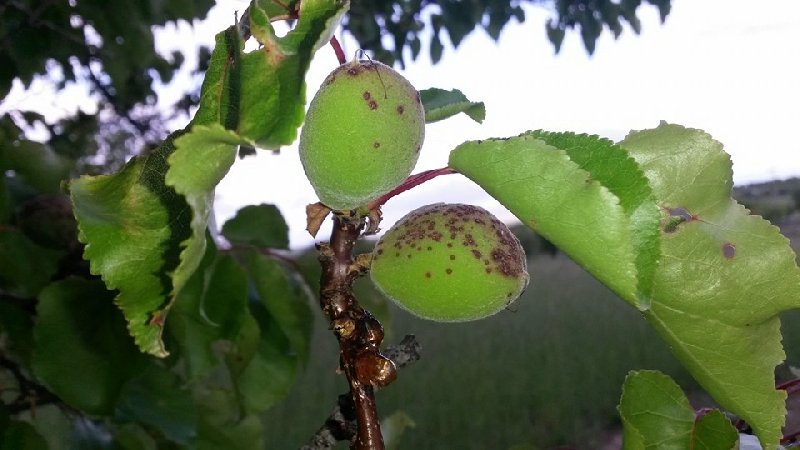 Kayısıda Çil Hastalığı