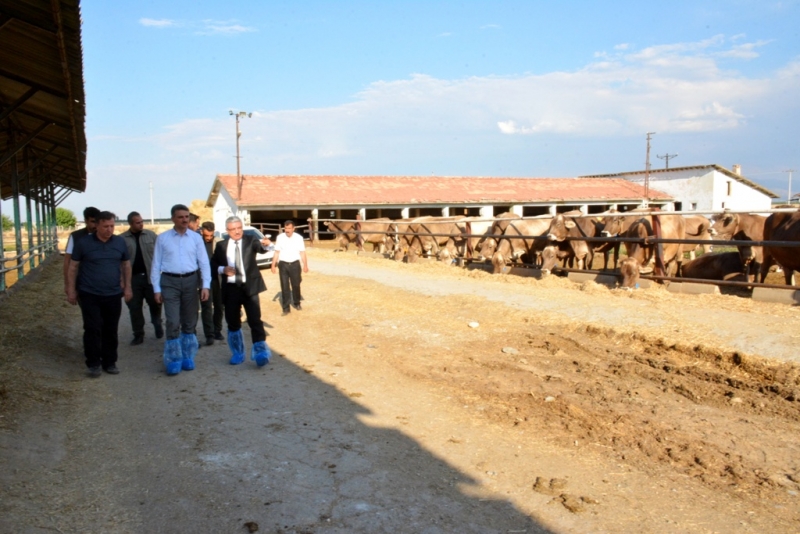 Vali Baruş Tigem’de İncelemelerde Bulundu