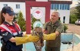 Yaralı Bulunan Orman Baykuşu Doğa Koruma Ekiplerine Teslim Edildi