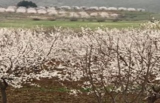 Doğanyol’da kayısılar çiçek açtı