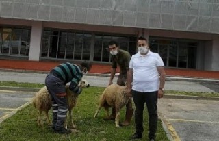 Galibiyet İçin Kurban Kestirdi