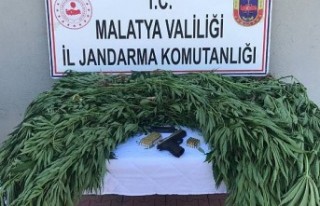 Doğanşehir'de Kenevir Operasyonu