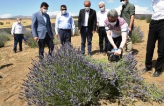 Vali Baruş, Lavanta Hasat Gününe Katıldı