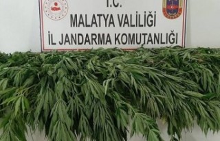 Malatya'da hazine arazisine uyuşturucu ektiler