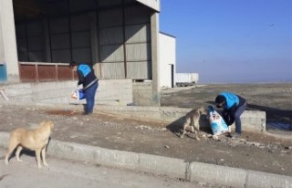 Battalgazi Belediyesi Can Dostlarını Unutmadı