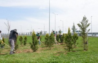 Büyükşehir Belediyesi Parkları Ve Refüjleri Yenileniyor