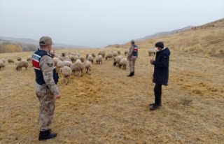 Çobanın Kaybolan Koyunları Dron İle Bulundu