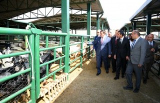 Başkan Gürkan Canlı Hayvan Pazarında incelemelerde...