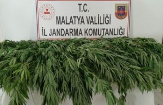 Malatya'da 651 kök kenevir ele geçirildi