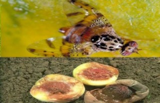 Akdeniz Meyve Sineği (Ceratitis capitata) uyarısı