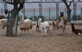 Hayvanat Bahçesini 186 Bin 201 Kişi Ziyaret Etti