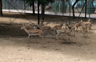 Orduzu hayvanat bahçesi Kurban bayramı süresince...