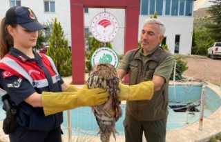 Yaralı Bulunan Orman Baykuşu Doğa Koruma Ekiplerine...