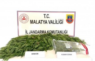 Doğanşehir'de kenevir ile uyuşturucu madde...