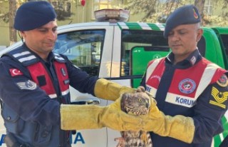 Yaralı Kızıl Şahin Koruma Altına Alındı
